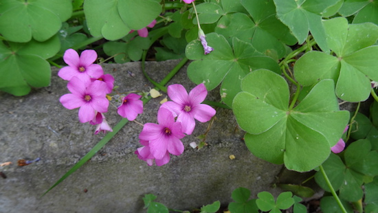 oxalis